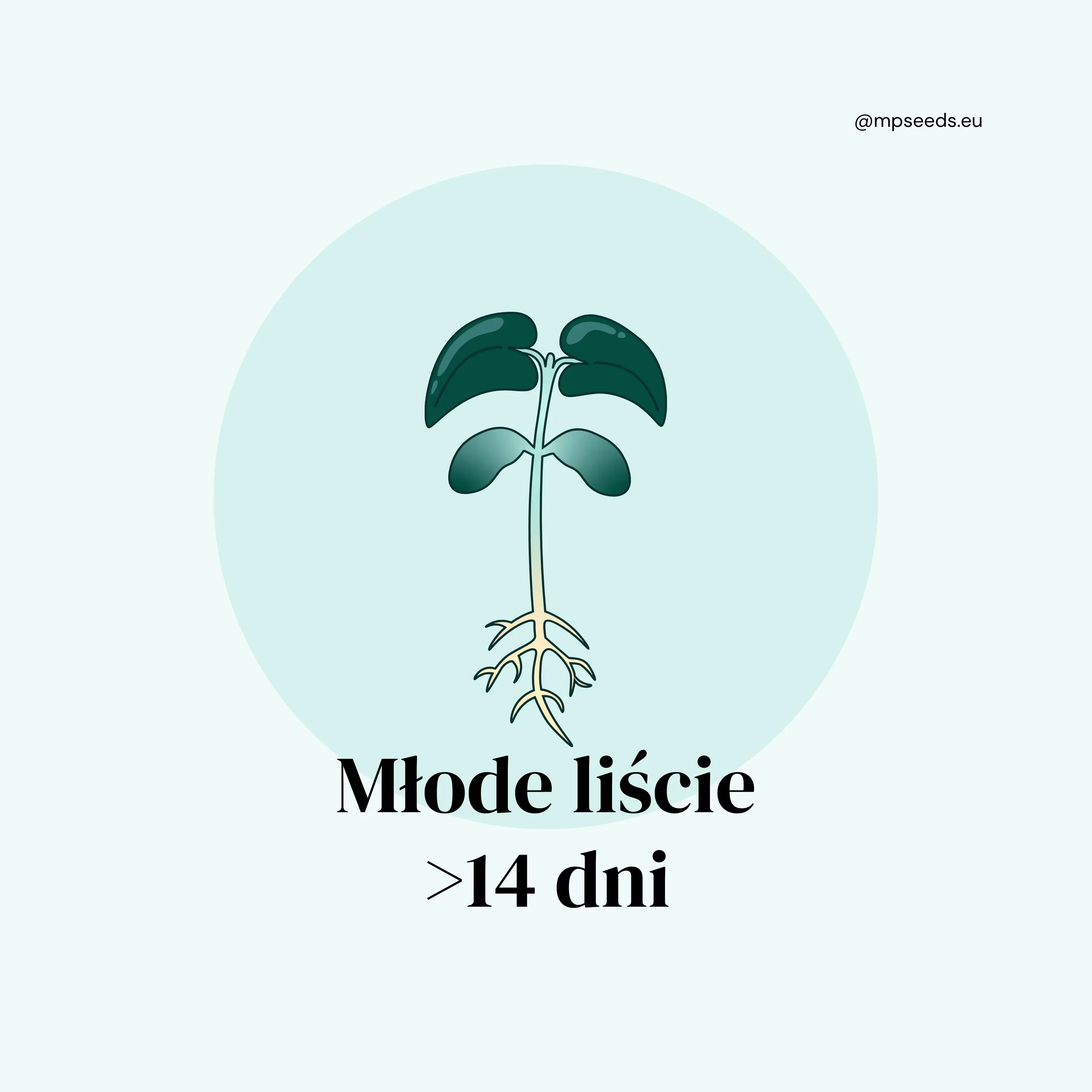 Młode liście- etap 4