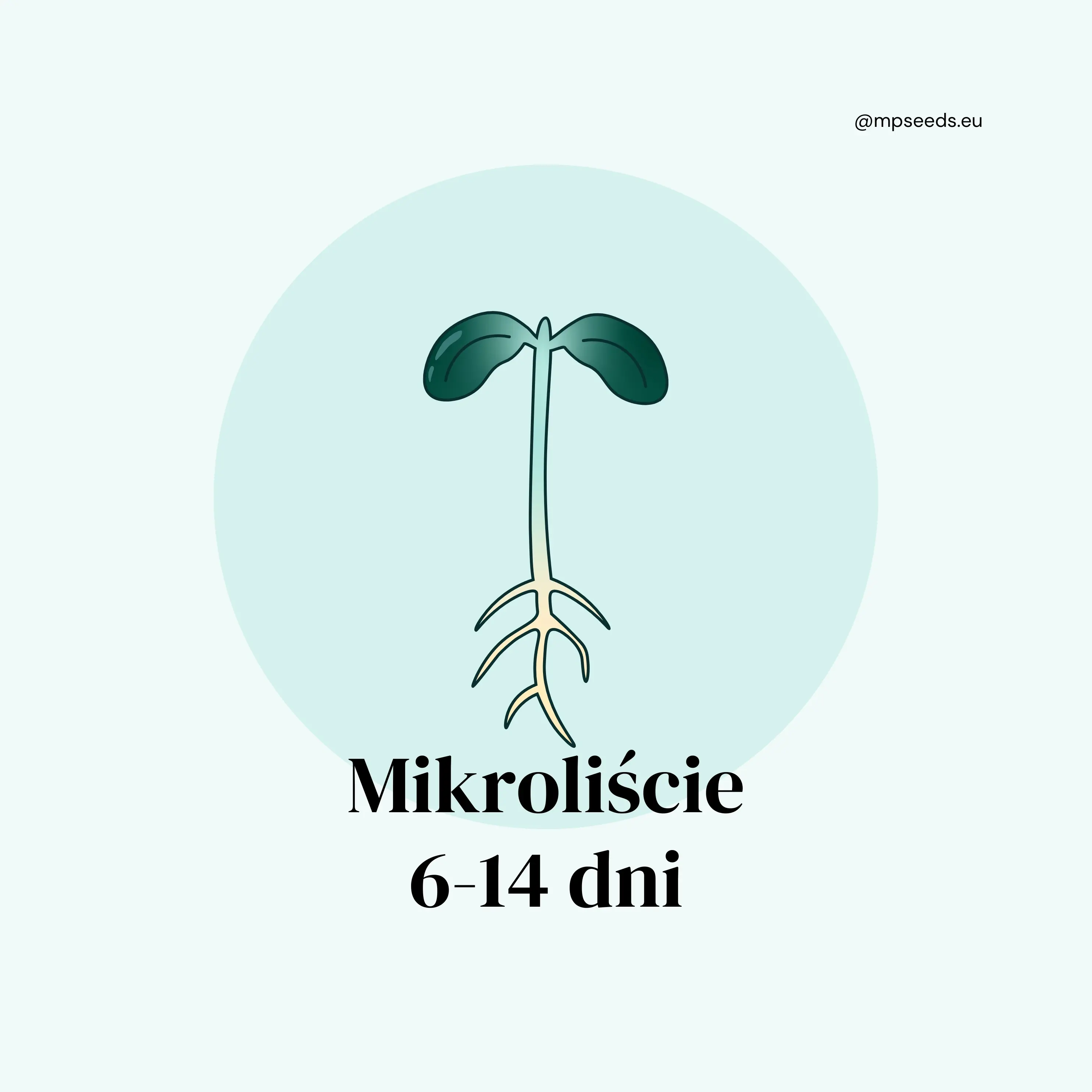 Mikroliście- faza 3