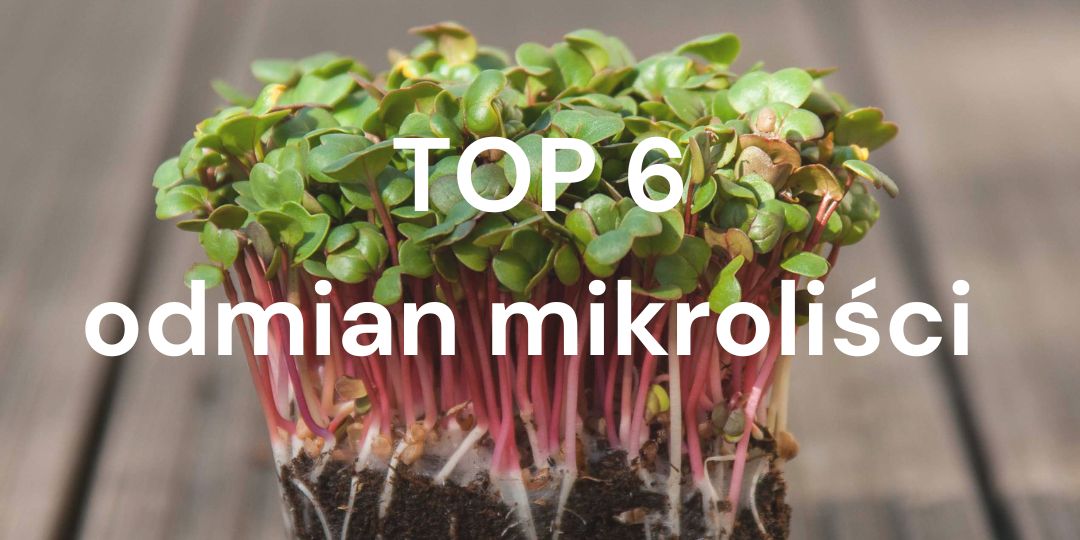 Top 6 najpopularniejszych odmian mikroliści, które warto uprawiać!