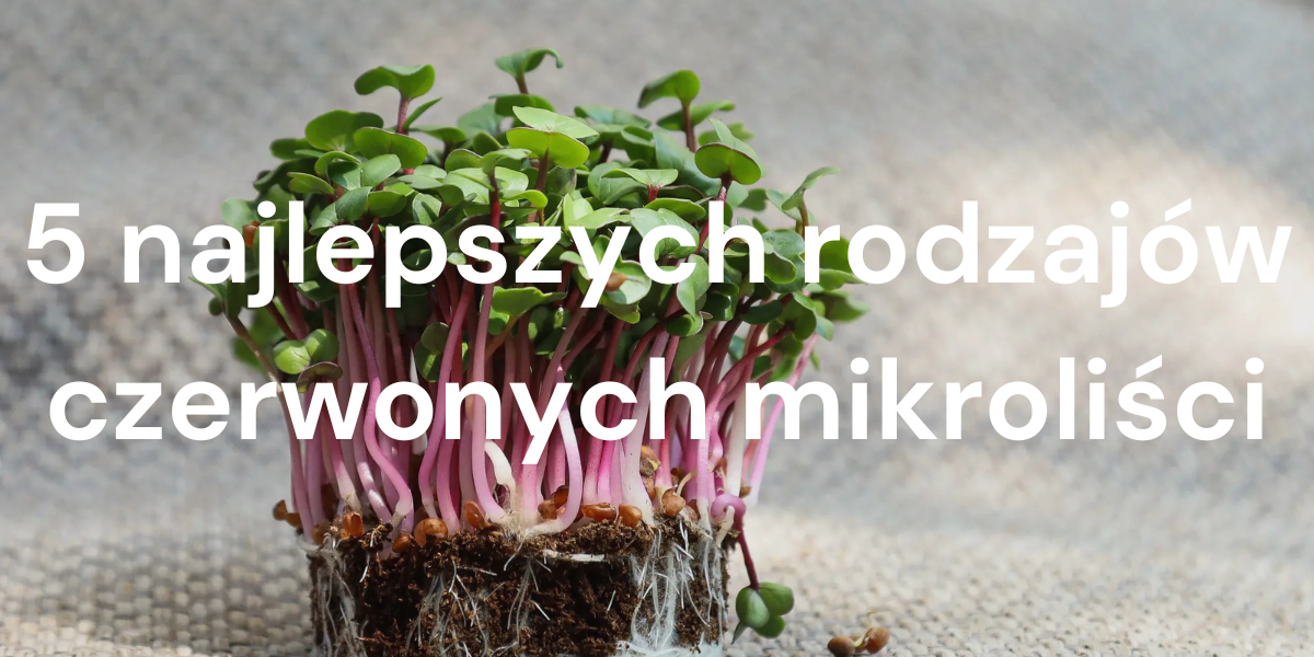 Przegląd 5 najlepszych rodzajów czerwonych mikroliści: Jak uprawiać je zdrowo i smacznie?