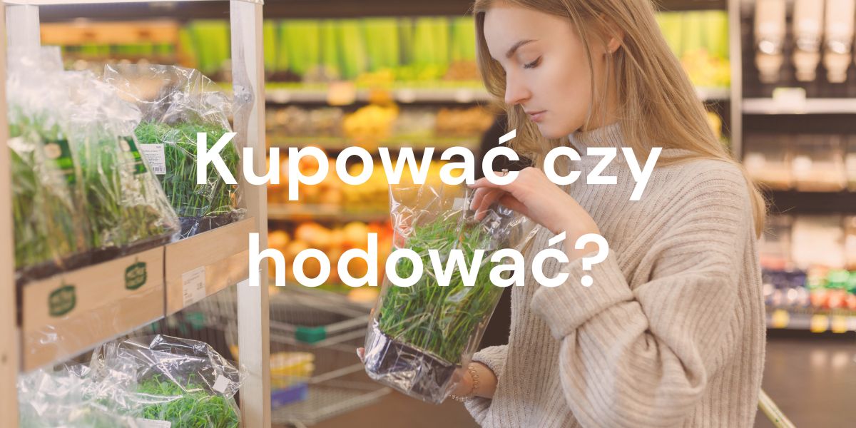 Uprawa vs zakup mikroliści- co się bardziej opłaca [Przewodnik]