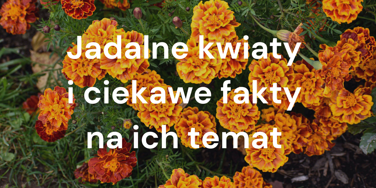 Rozpoznawanie kwiatów jadalnych i ciekawe fakty na ich temat (ze zdjęciami)