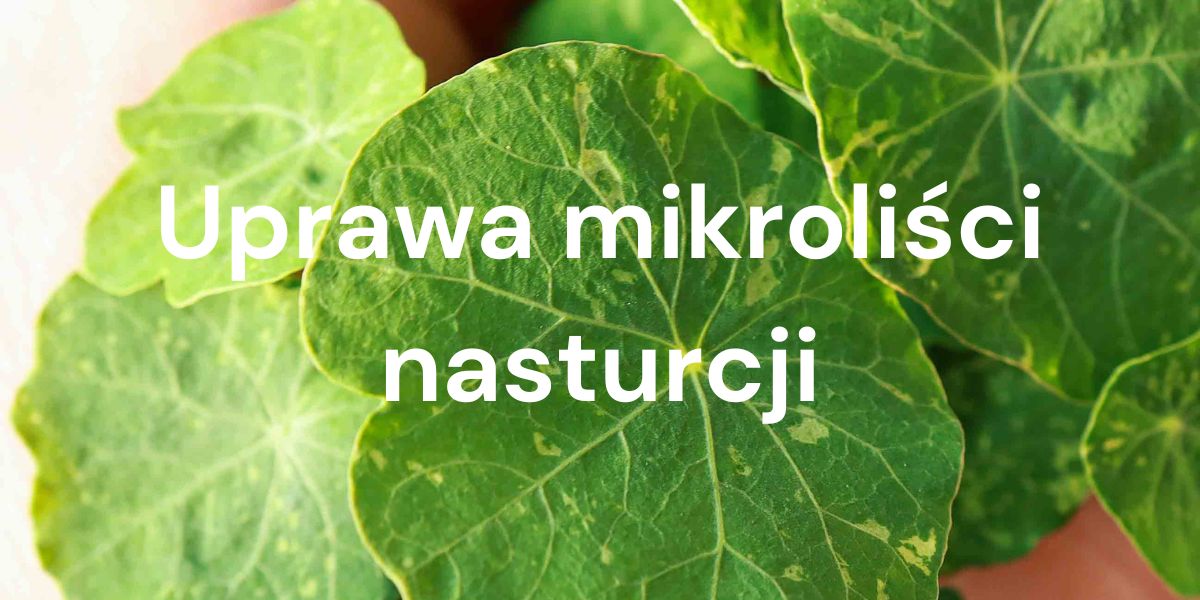 Uprawa mikroliści Nasturcji - Wszystko, co musisz wiedzieć.