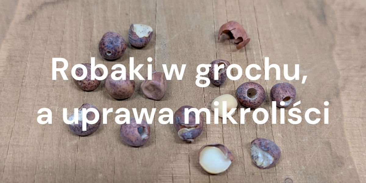 Robaki w grochu a uprawa mikroliści – jak strąkowiec grochowy wpływa na jakość nasion?