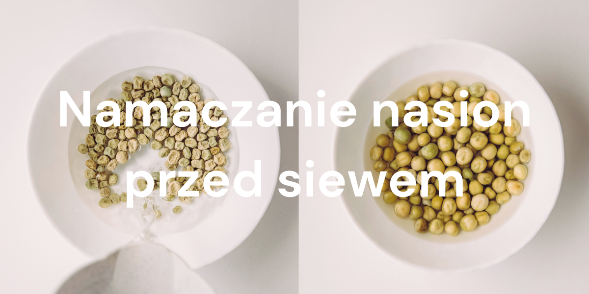 Czy warto moczyć nasiona mikroliści przed siewem?