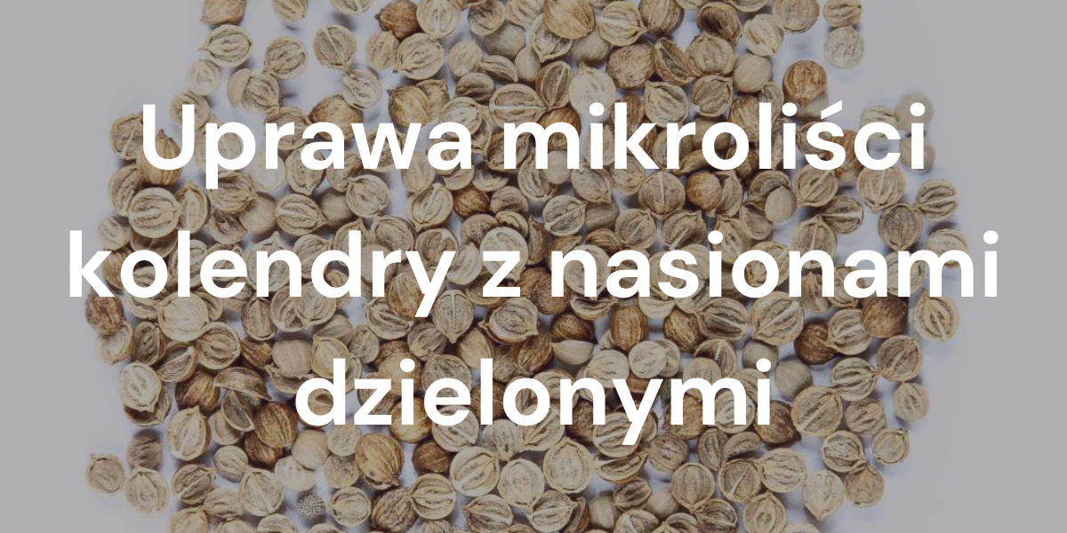 Uprawa mikroliści kolendry z nasionami dzielonymi: oferta dwa w jednym