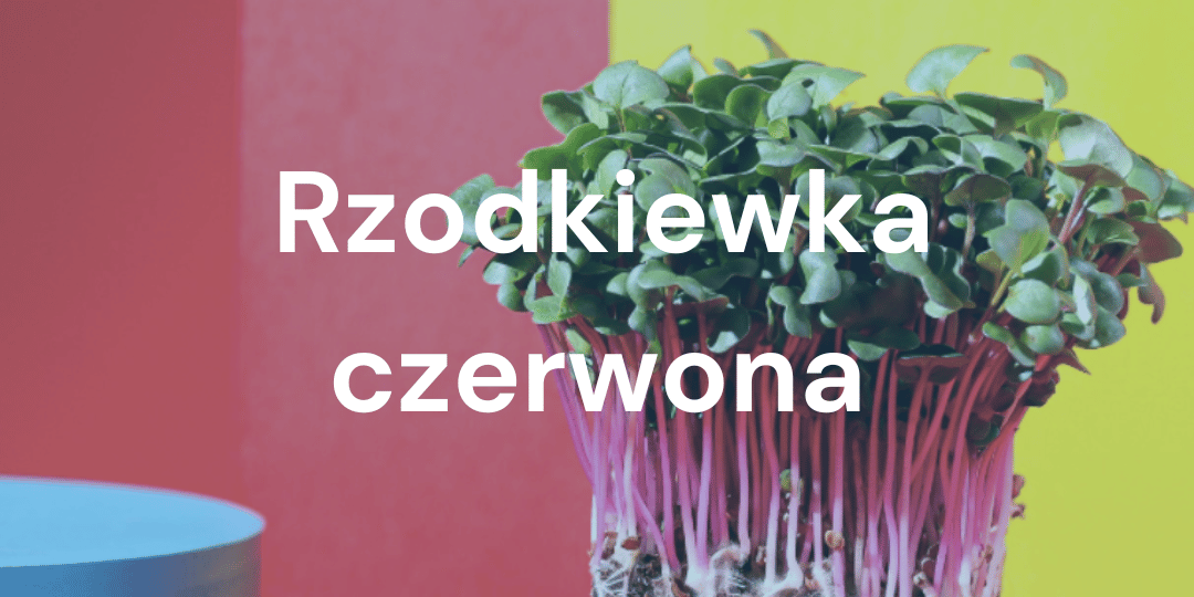 Jak uprawiac mikro liście Czerwonej Rzodkiewki