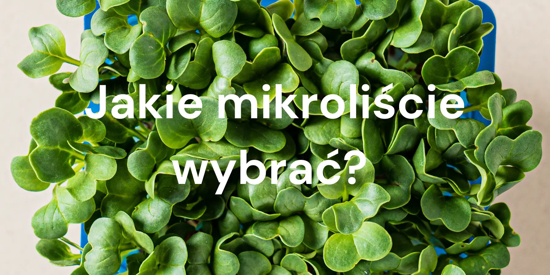 Jak wybrać odpowiednie mikroliście — Praktyczny przewodnik dla profesjonalistów, szefów kuchni i domowych ogrodników