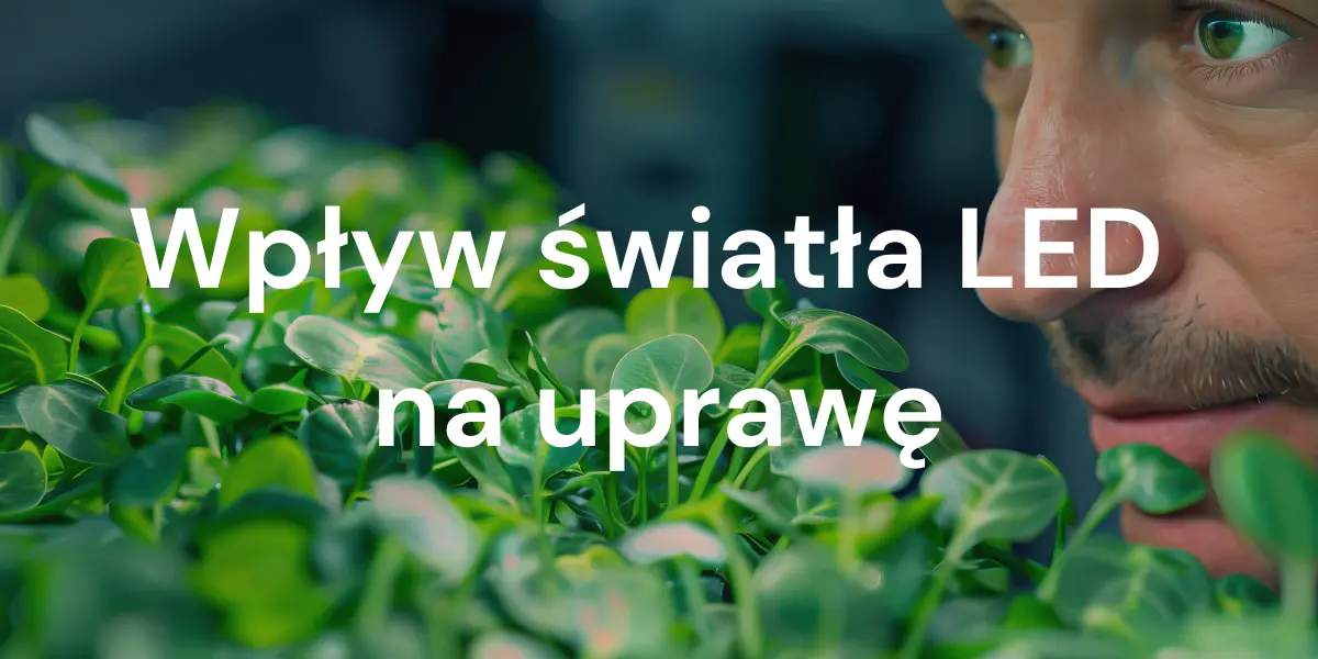 Wpływ różnych typów światła LED na wzrost, masę oraz zawartość składników odżywczych mikroliści