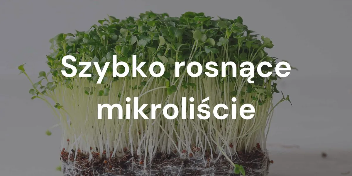 Szybko rosnące mikroliście: Świeże zbiory w mgnieniu oka, dzięki tym odmianom.