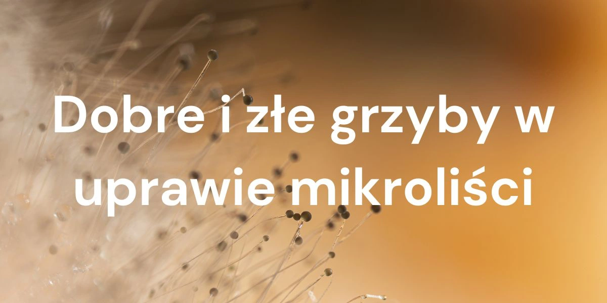 Grzyby w uprawie mikroliści: przykłady gatunków pożytecznych i szkodliwych