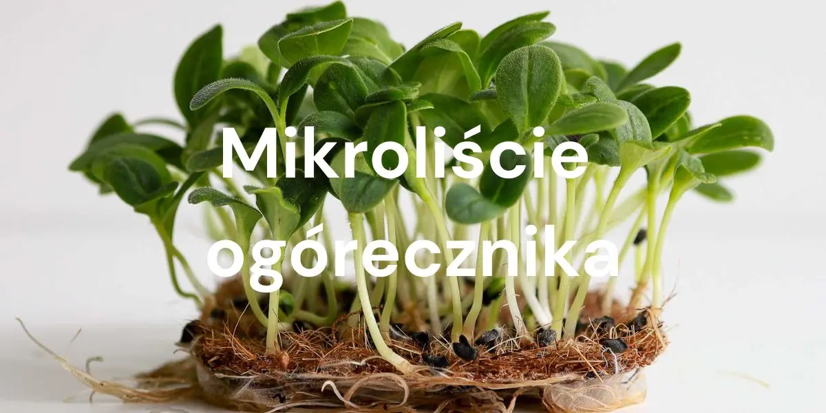 Od nasiona do superfood: Moc zdrowotna mikroliści ogórecznika