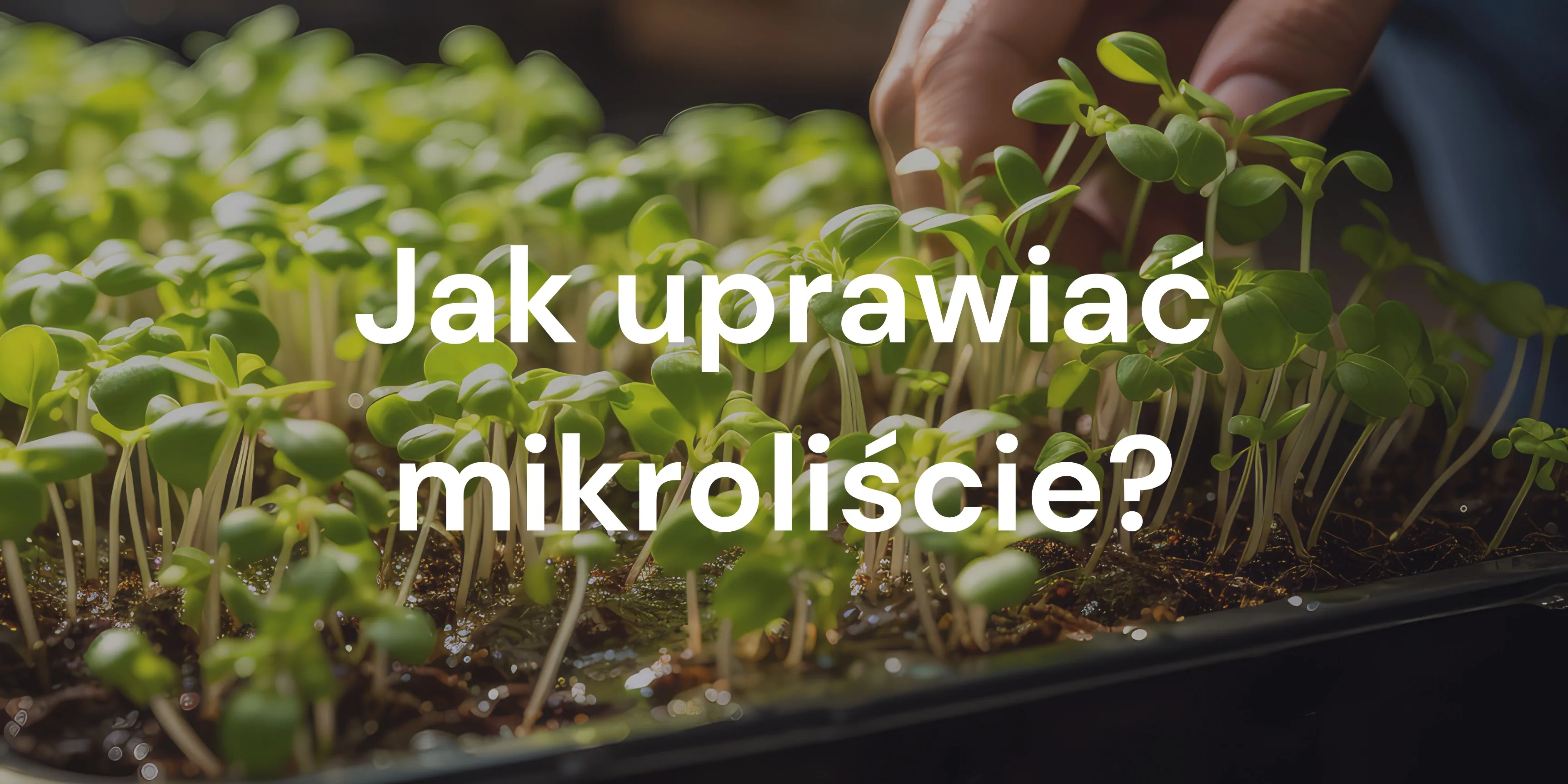Jak uprawiać mikroliście: 10 praktycznych porad, nie tylko dla początkujących!