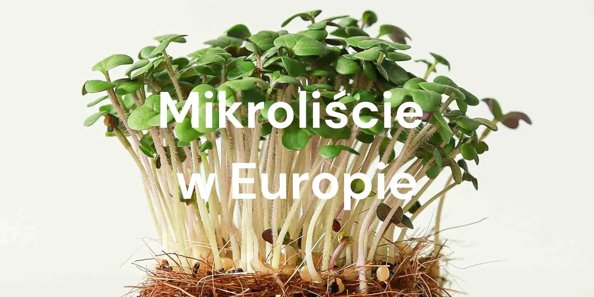 Mikroliście w Europie: Najlepiej sprzedające się odmiany według krajów i trendów kulinarnych