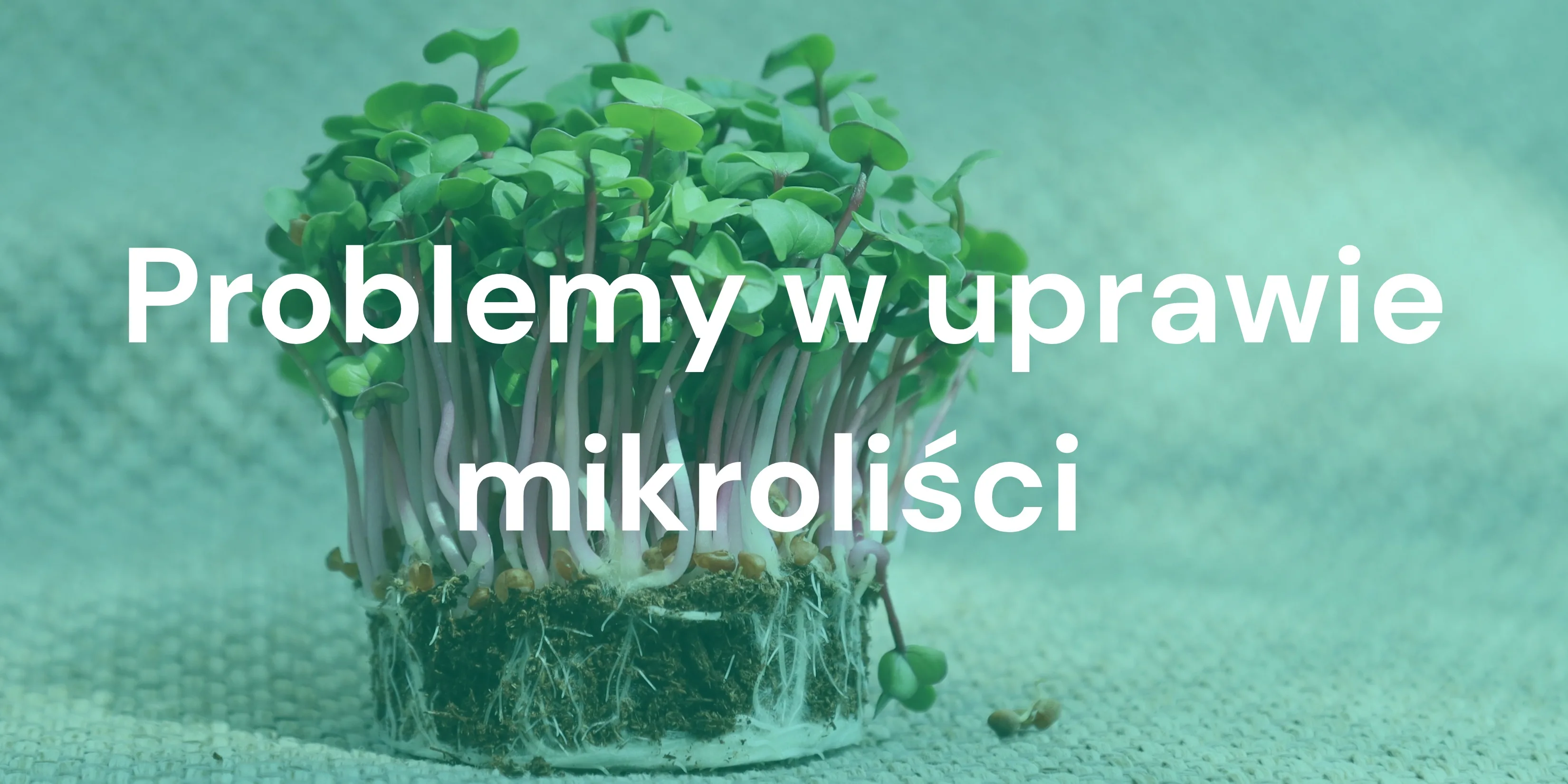 Najczęstsze problemy w uprawie mikroliści — rozwiązania ekspertów