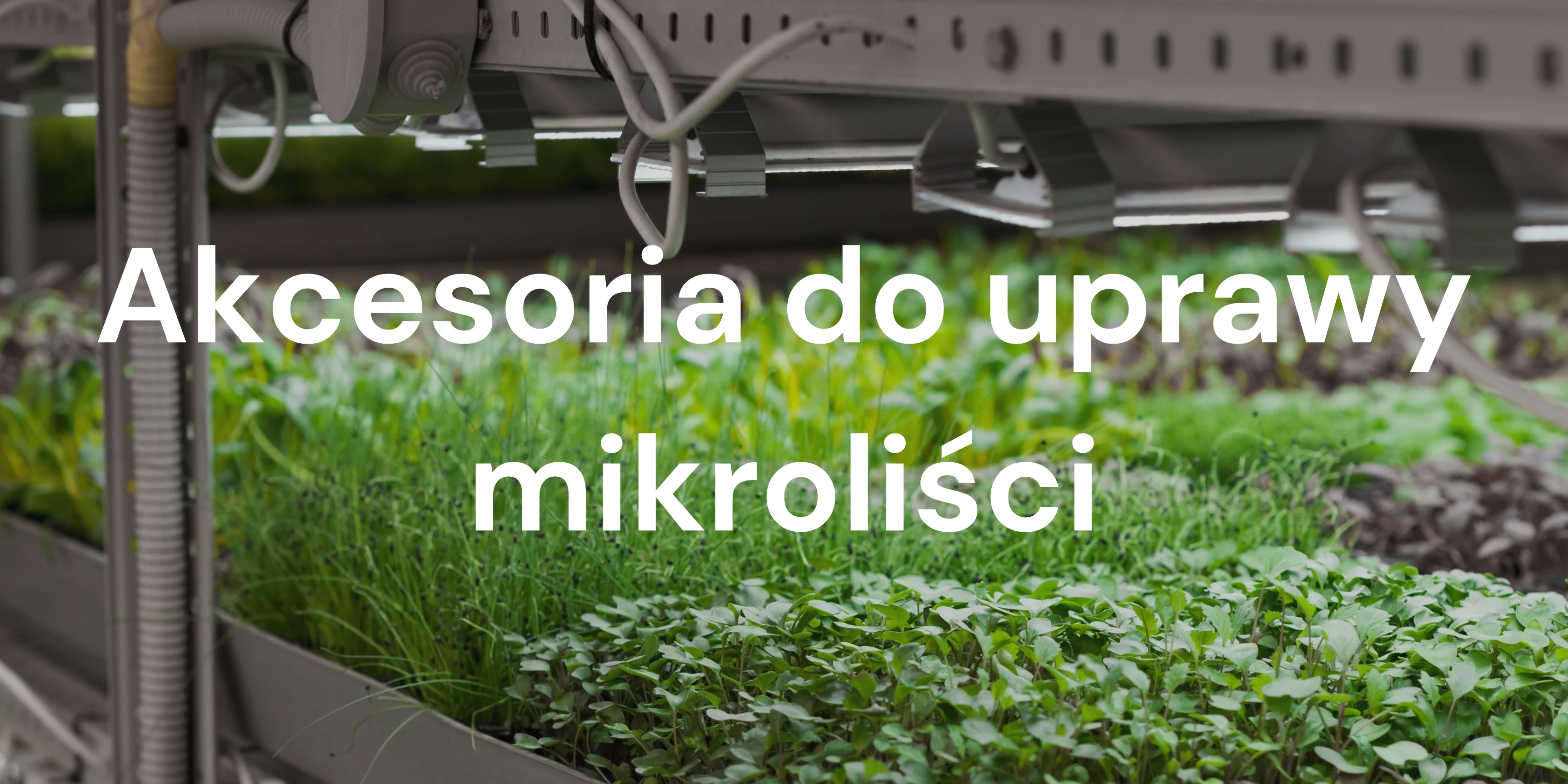 Jakie akcesoria są potrzebne do uprawy mikroliści? (Przewodnik od poziomu początkującego po produkcję komercyjną)