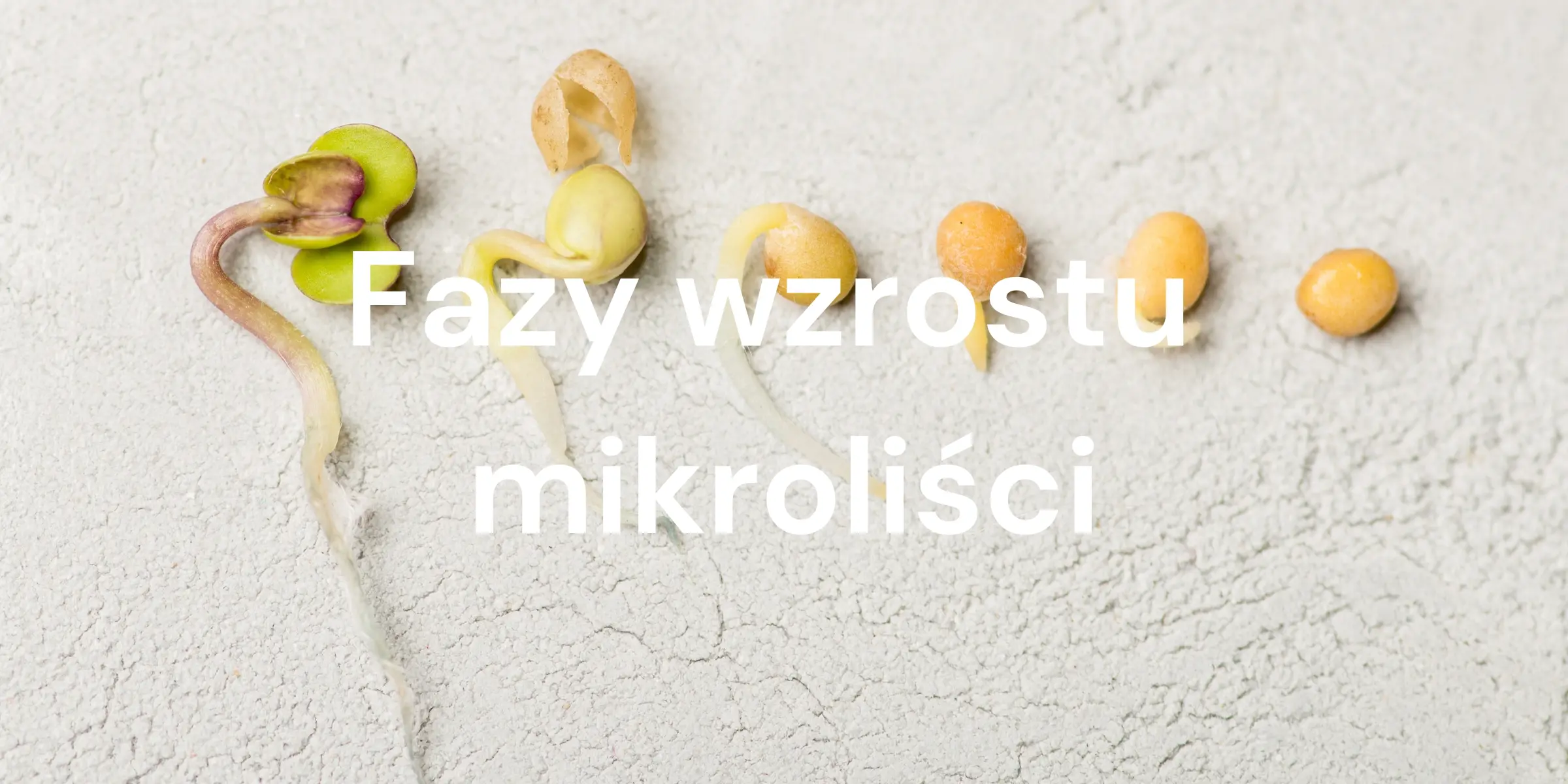 Od nasiona do zbioru: etapy wzrostu mikroliści z porównaniem wizualnym