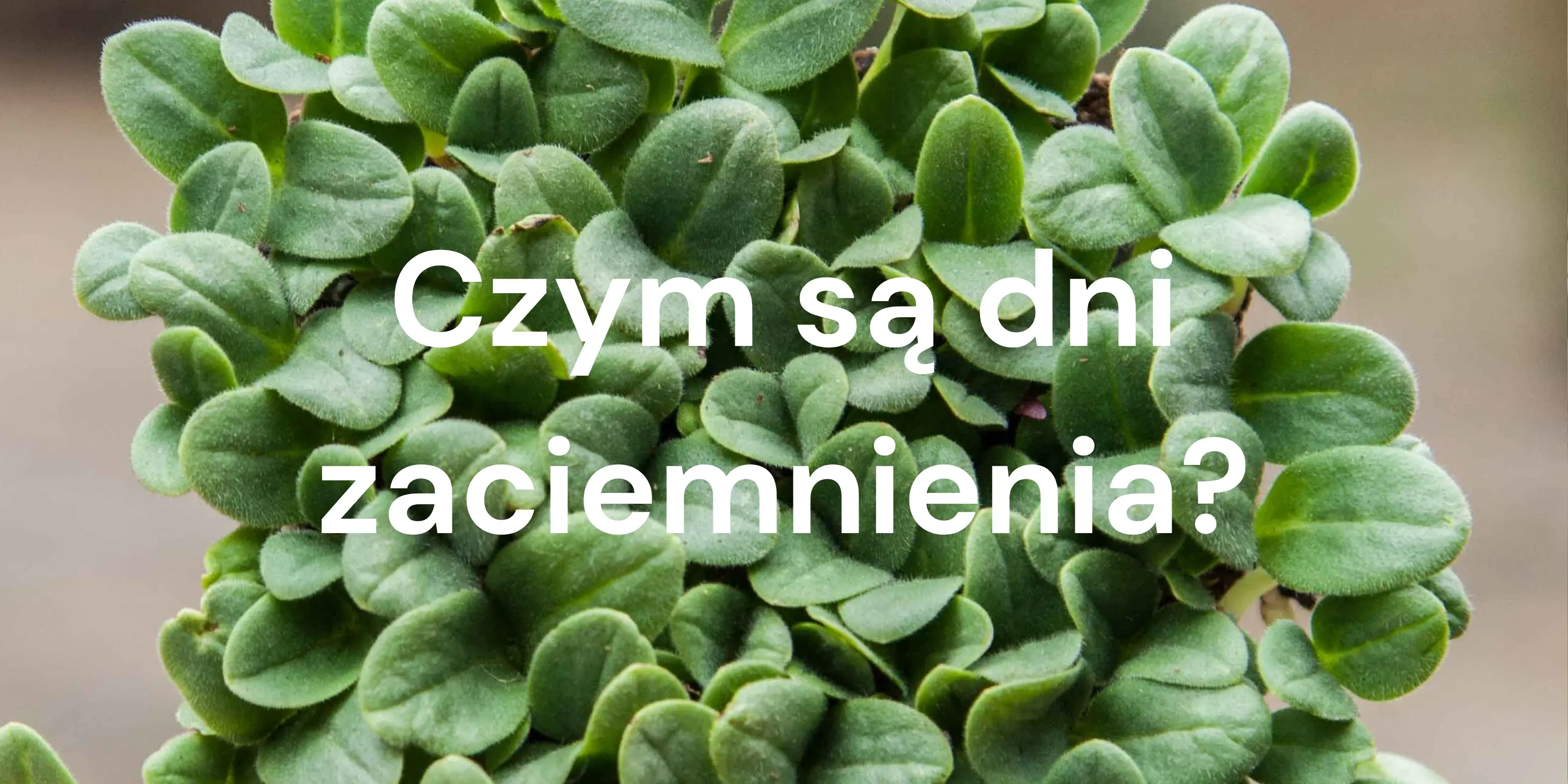 Czym są dni zaciemnienia i jak wpływają na wzrost mikroliści?