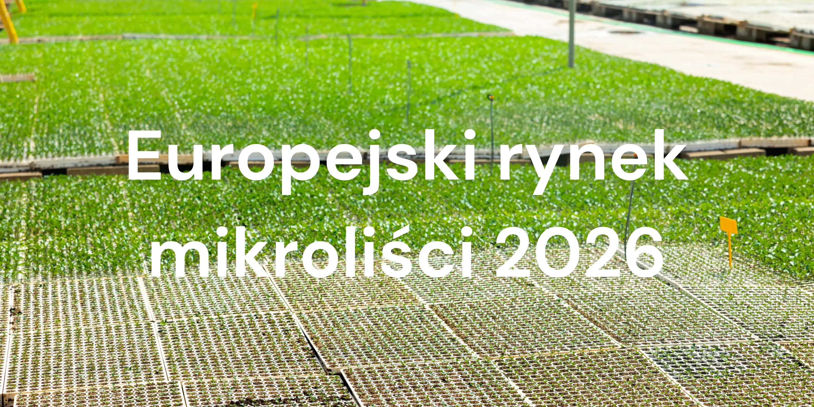 Rynek mikroliści w Europie 2026: dane branżowe i możliwości dla producentów