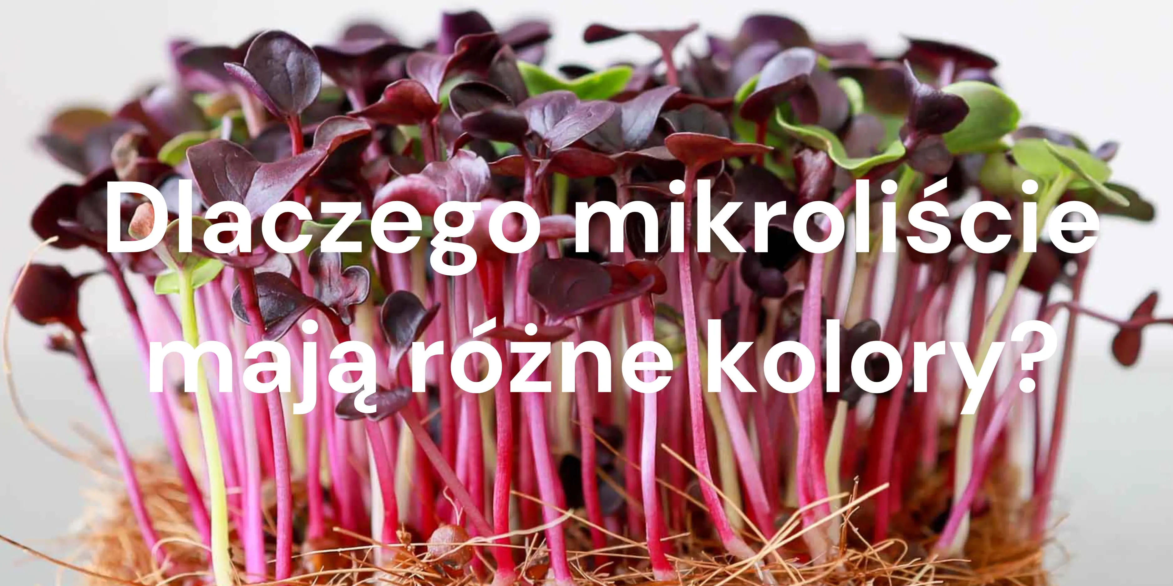 Dlaczego mikroliście mają różne kolory?