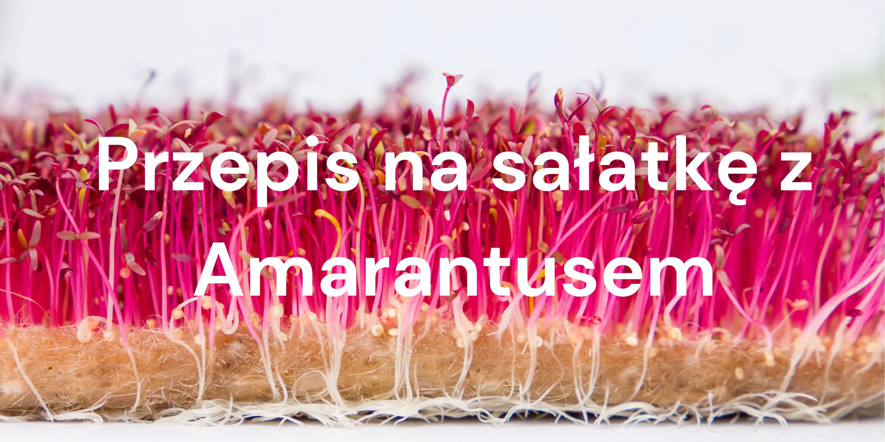 Przepis na sałatkę z mikroliśćmi czerwonego amarantusa