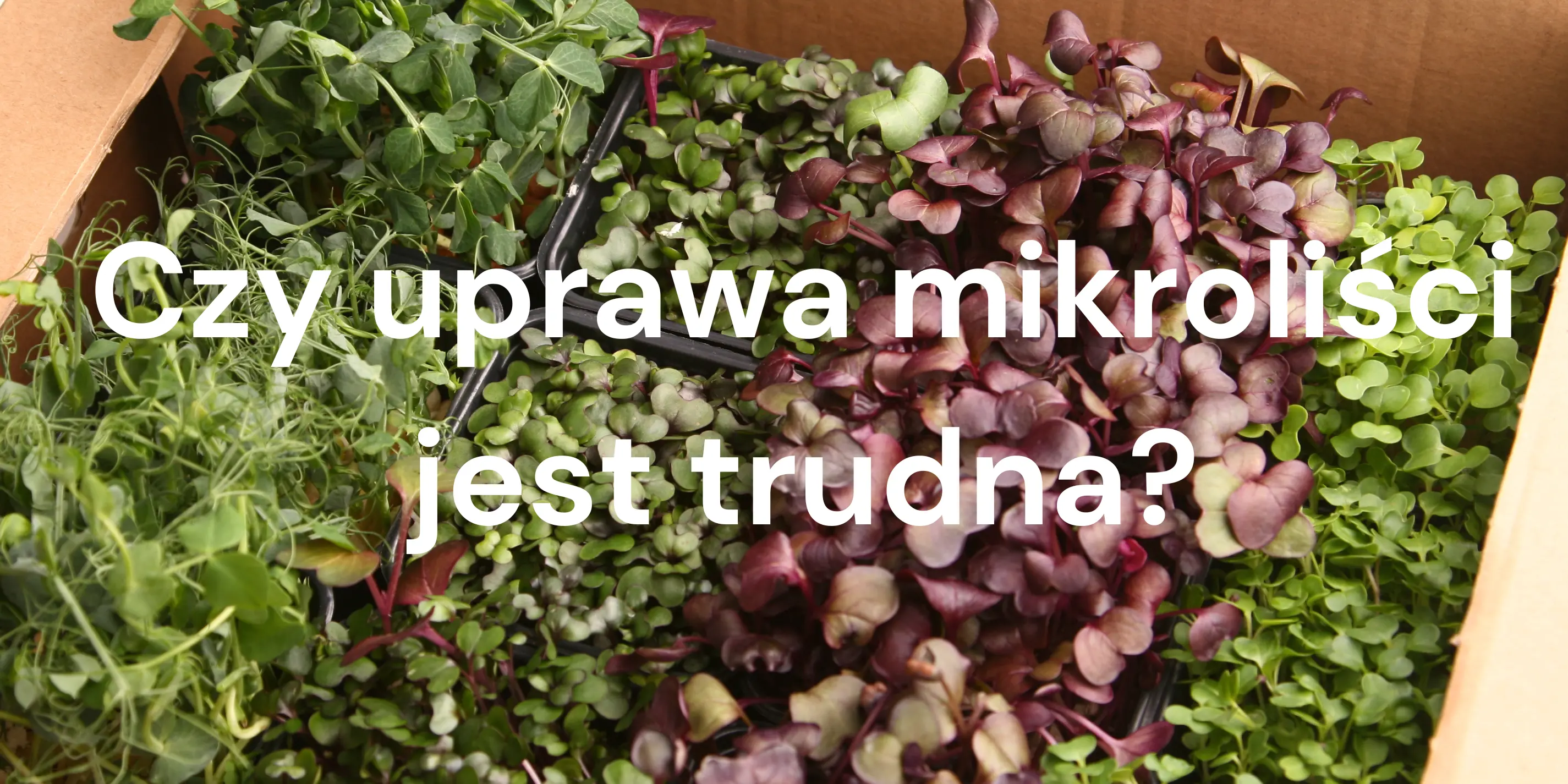 Czy uprawa mikroliści jest trudna?