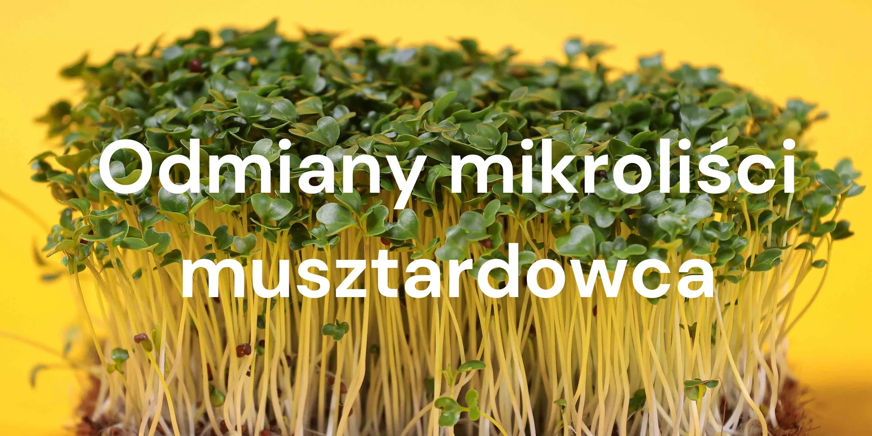 Którą odmianę musztardowca wybrać do uprawy? Porównanie mikroliści pod względem smaku, koloru i tempa wzrostu