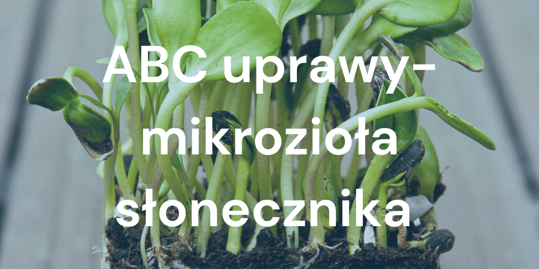 Jak uprawiać mikro liście słonecznika? Poradnik