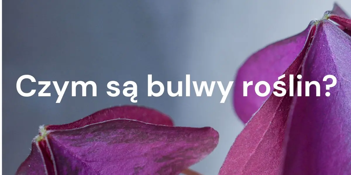 Czym są bulwy roślin i jak uprawiać z nich jadalne liście?