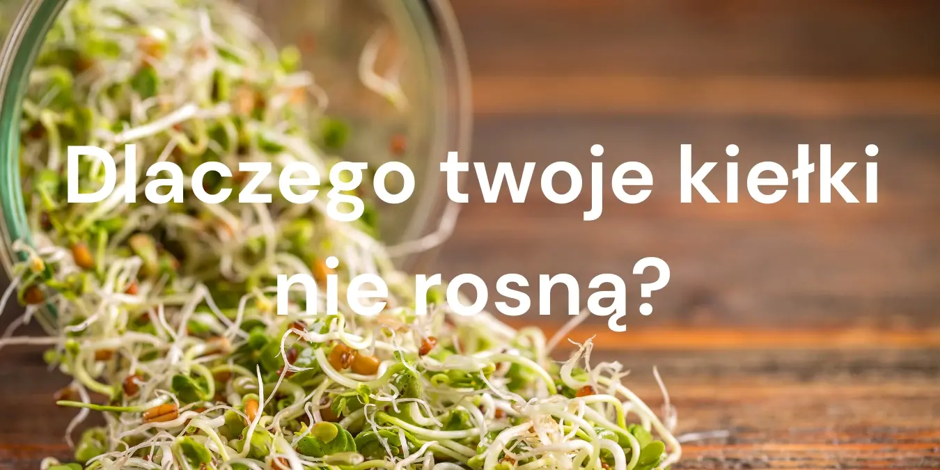Dlaczego Twoje kiełki nie rosną? Wyjaśniamy najczęstsze problemy z kiełkowaniem